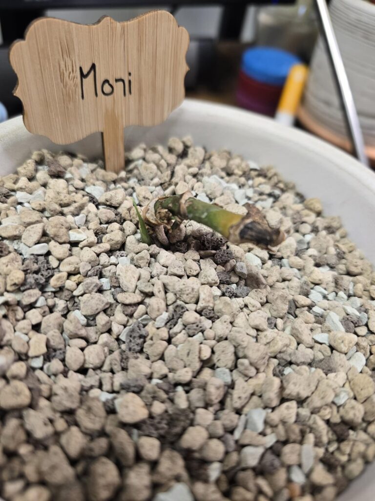 THIS IS WHY YOU DONT GIVE UP BOYS WHERE THERES GREEN THERES HOPE