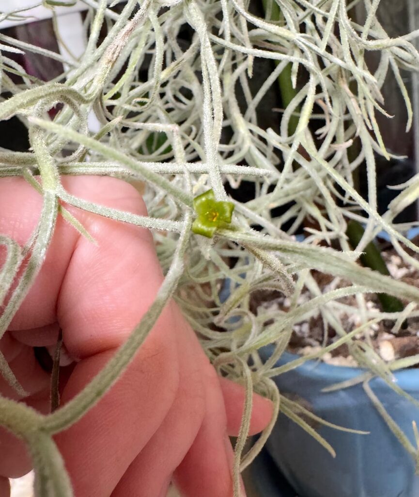 Spanish Moss has blooms?