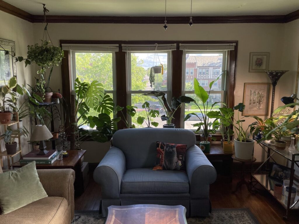 I think I’m actually addicted to acquiring plants…