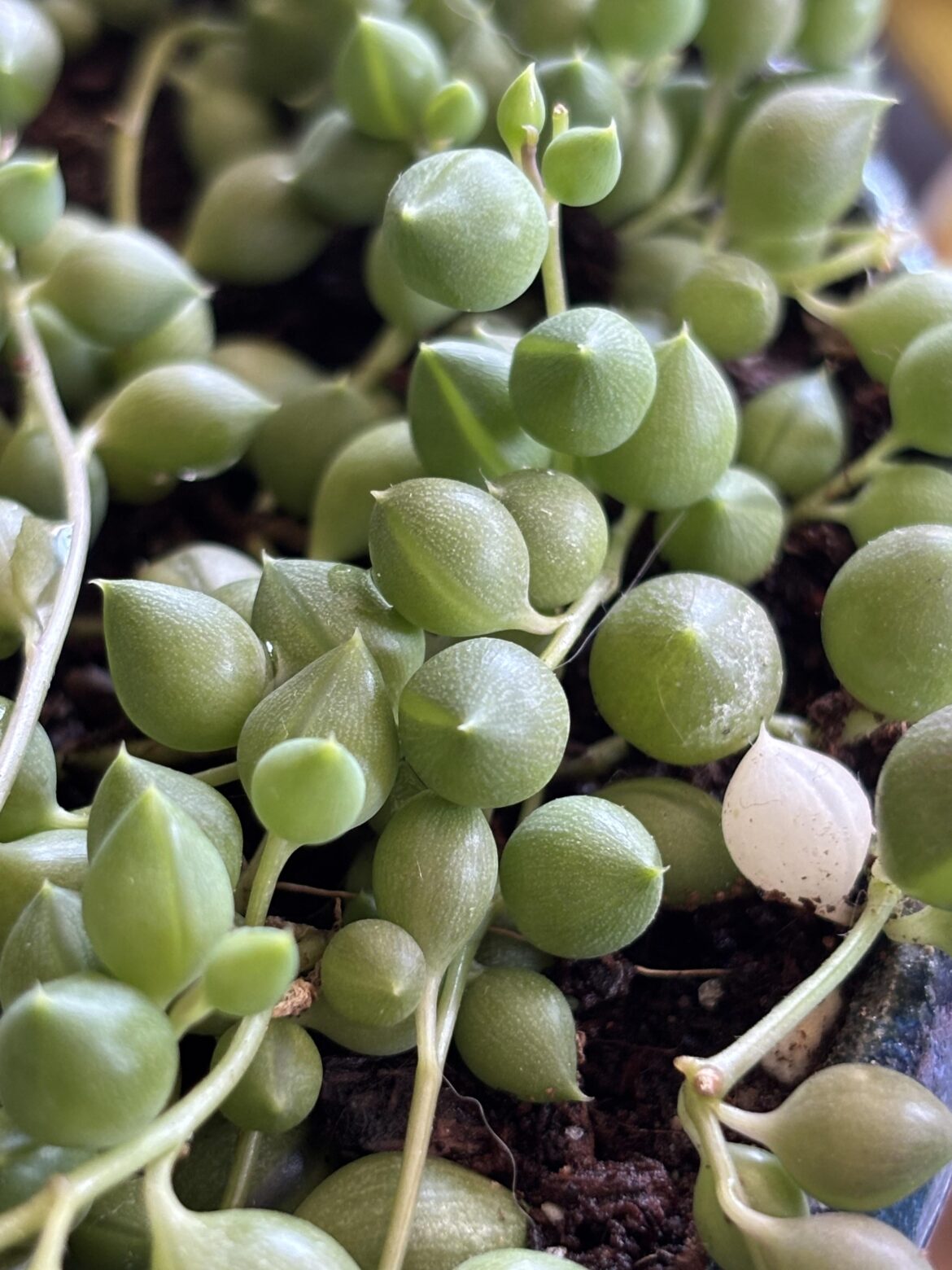 why is this pearl white?