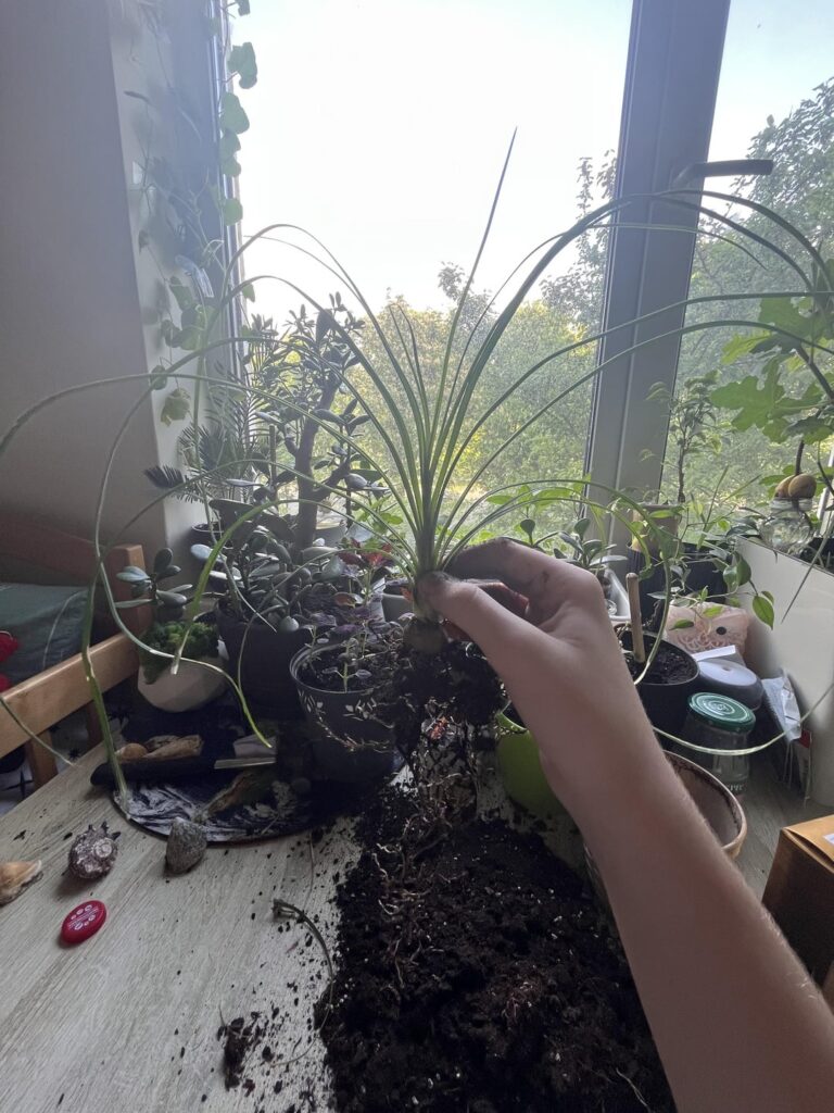My ~1 year old beaucarnea