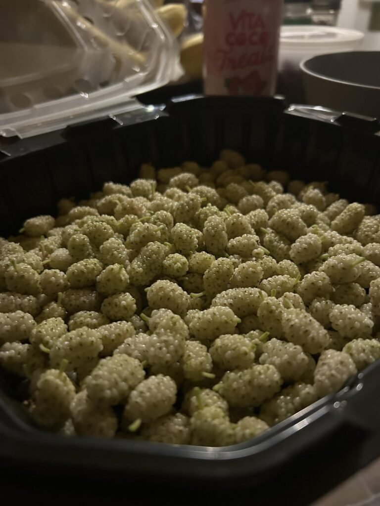 This years white mulberry harvest :-)