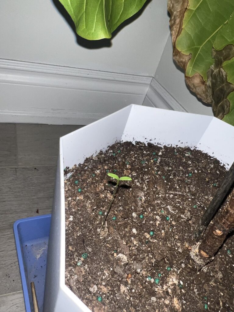 Help me identify this little seedling Help me identify this little seedling