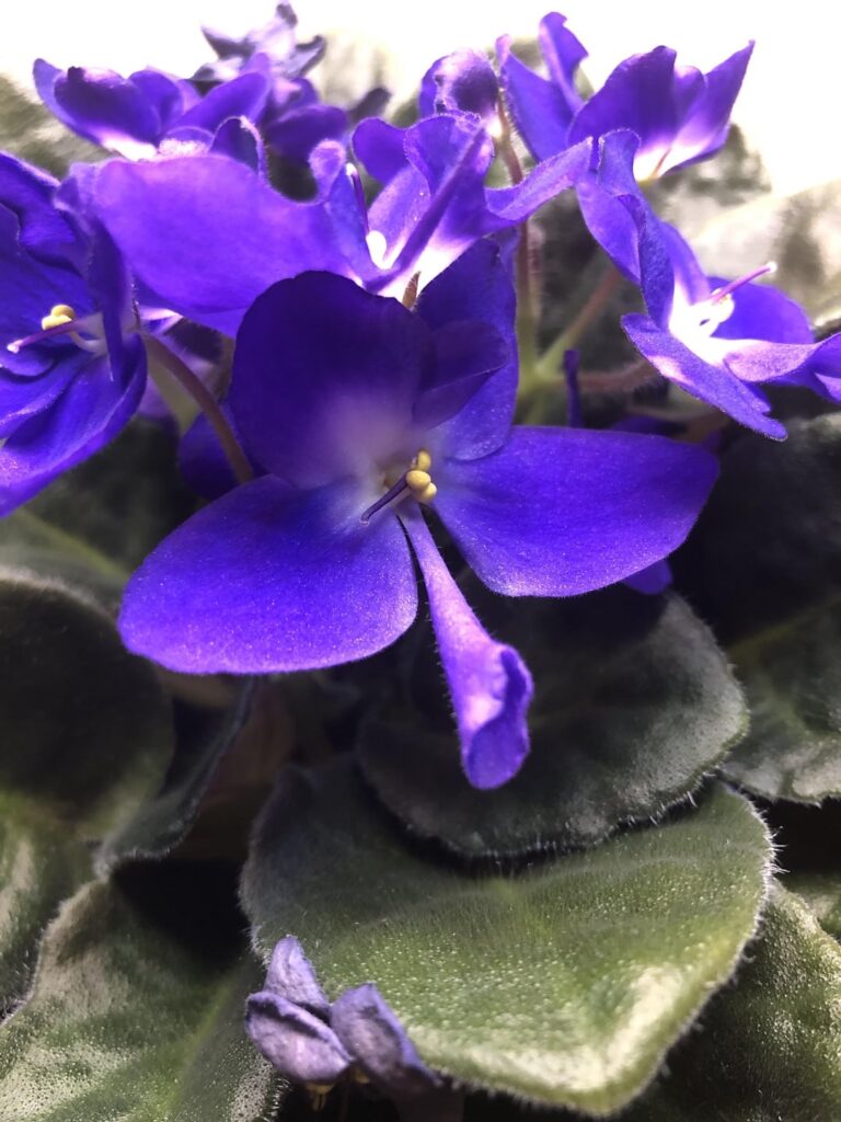 My violet grew a tube-shaped petal?? First time I’ve seen it happen 🤔