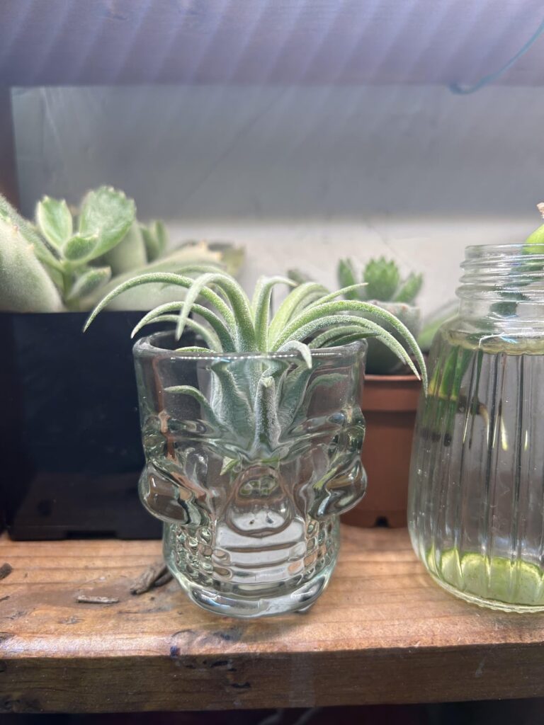 Got my first air plant! Give me tips and advice for this lil guy ♥️