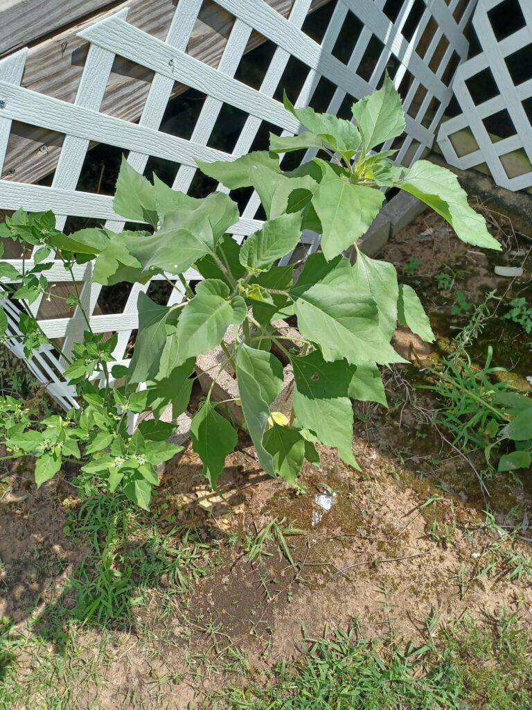 Are these sunflowers?