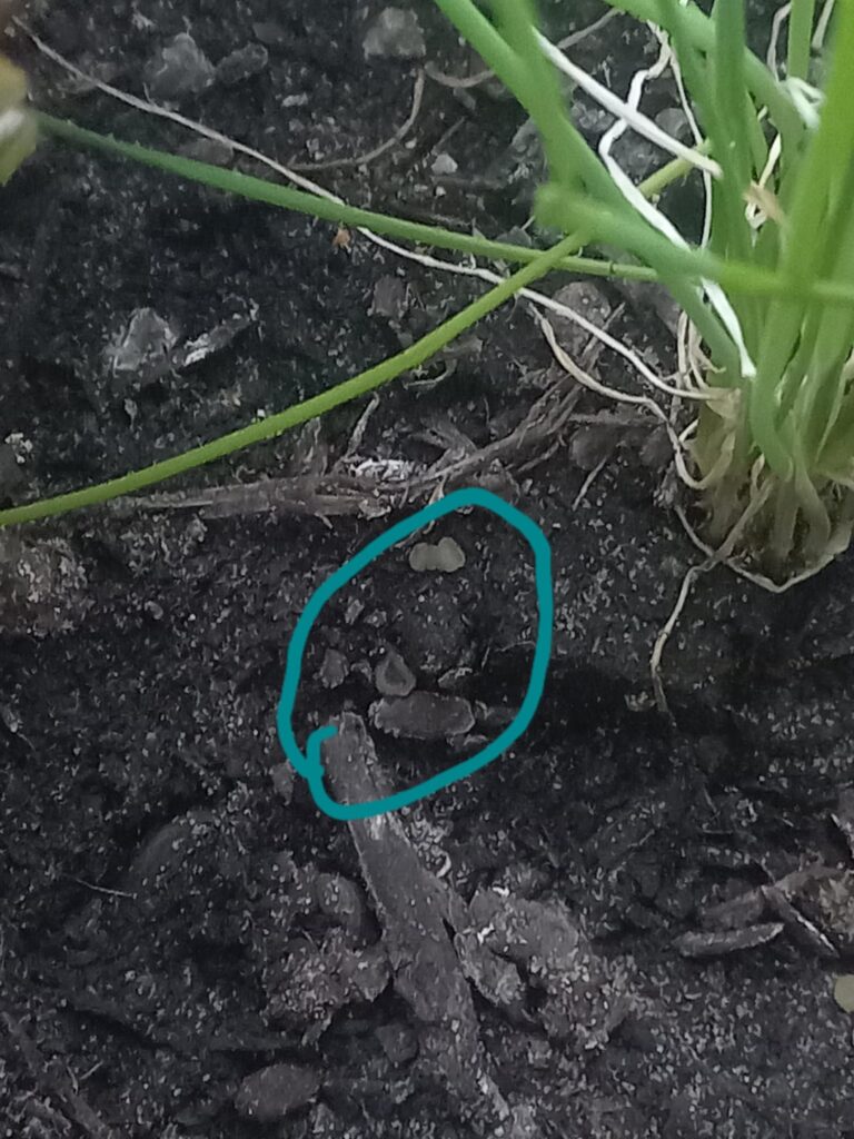 First time growing lettuce, what's this?!
