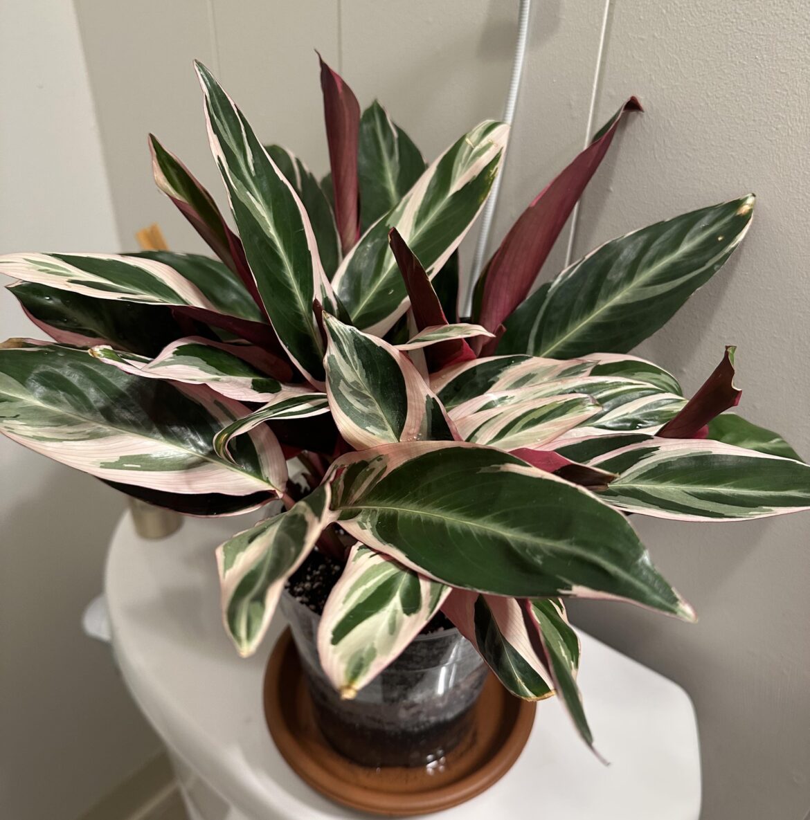 I’m devastated I’m devastated