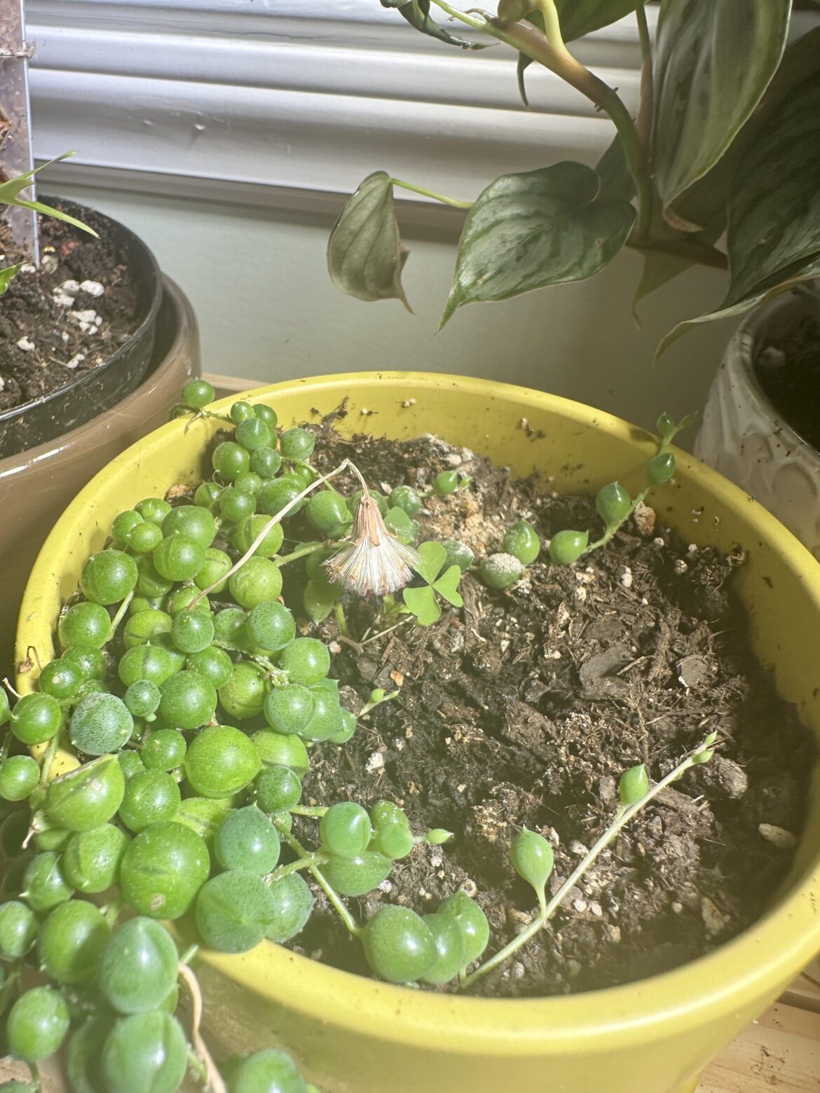 Can I use the old flower for seeds?