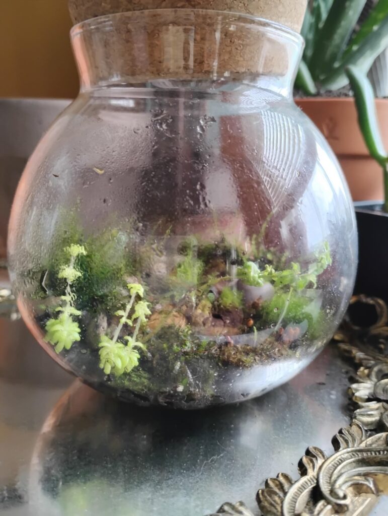 Looking pretty in this window