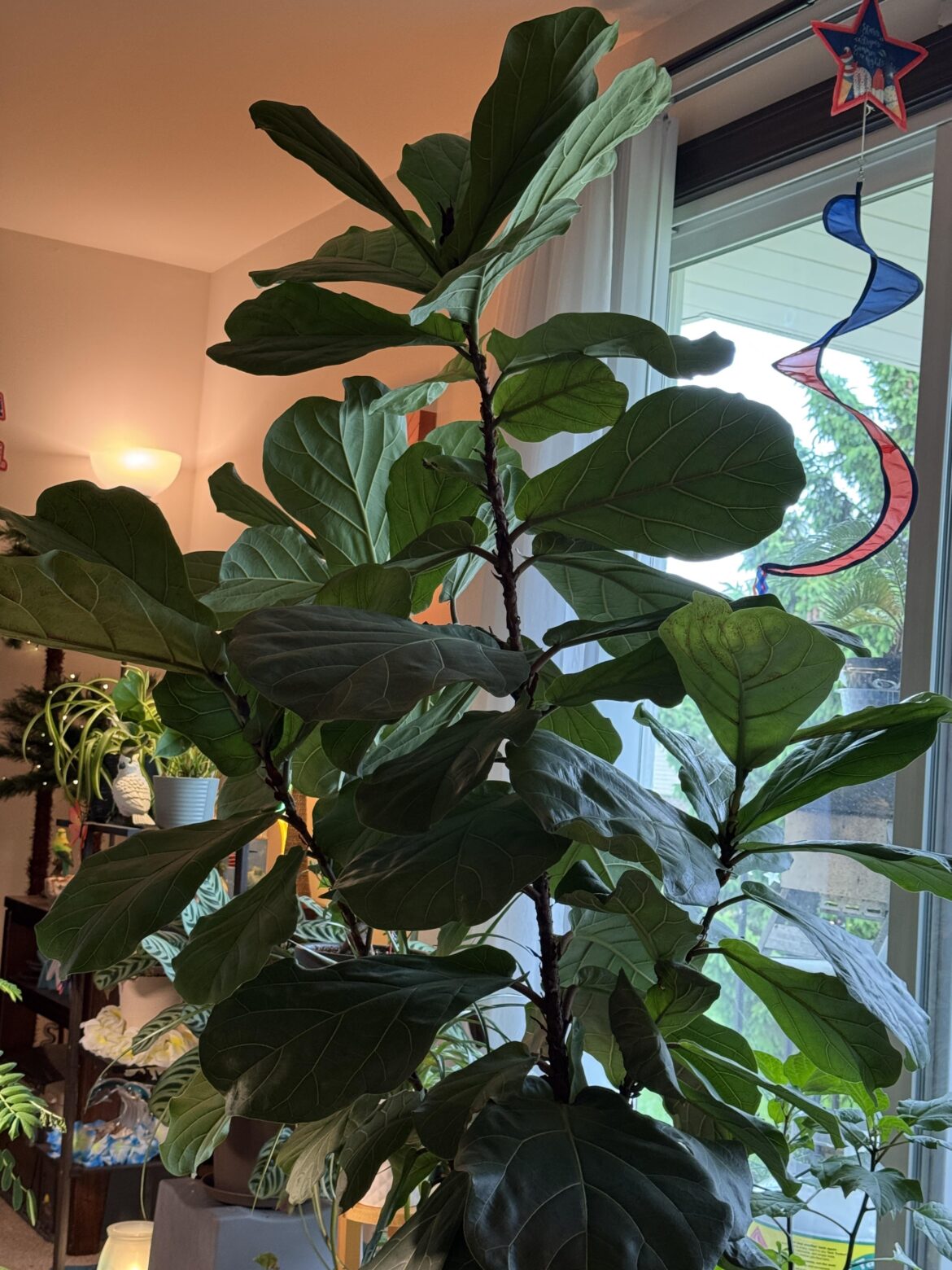 My FLF. Make sure you rotate your plants for even growth and have a rotating fan or a 70°F or warmer open window to help it breathe and strengthen the trunk. 🥰