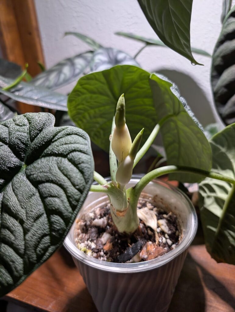 Does anyone else get double blooms?