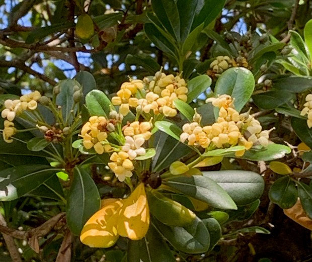 Japanese cheesewood, mock orange (Pittosporum tobira). This evergreen shrub, native...