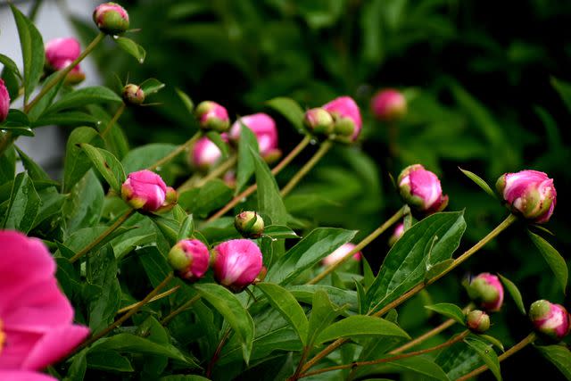 Buczek S / Getty Images If peonies lean over while still in bud form, they may need more sun.