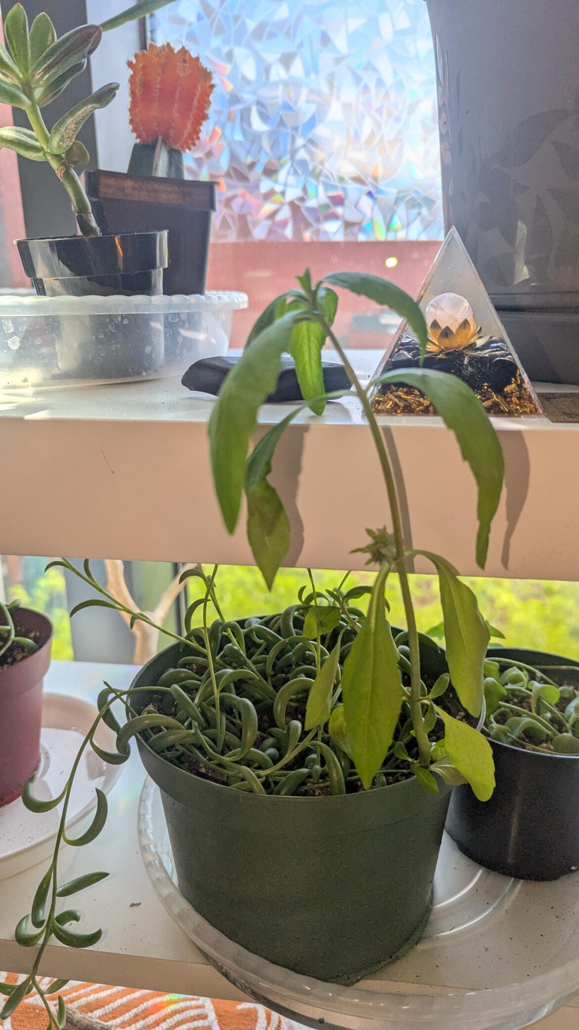 ID