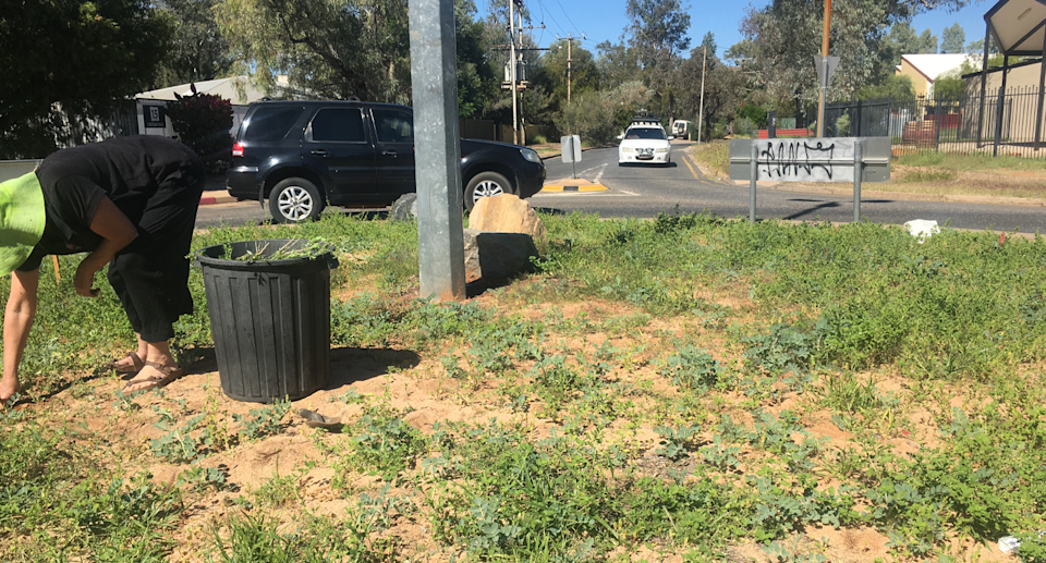 Kaye bent down tending to the Sturt Desert Peas on the roundabout in Alice Springs.