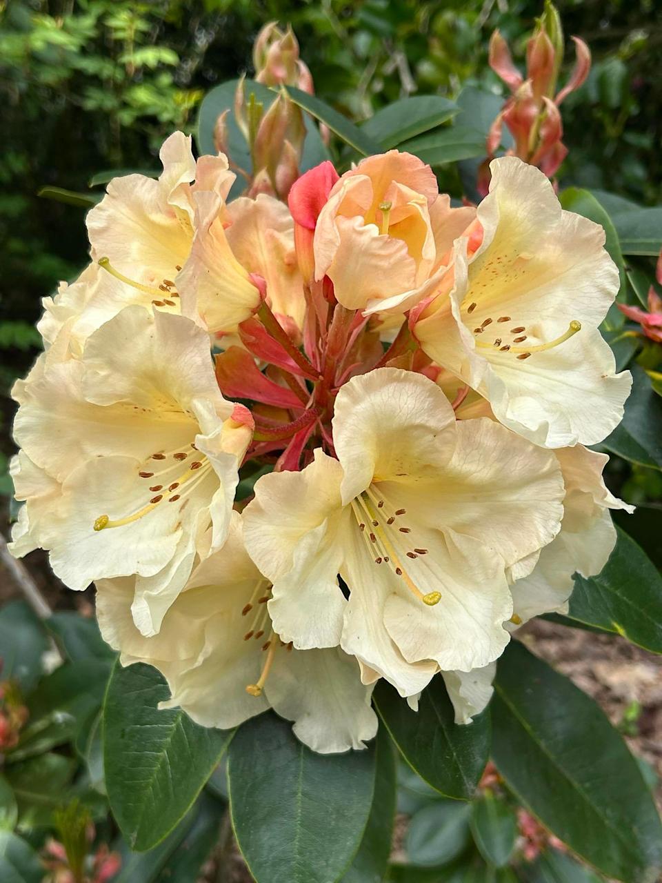 Arley Hall and Gardens by Susie Schmidt