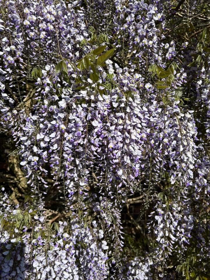 Wisteria by Susie Schmidt