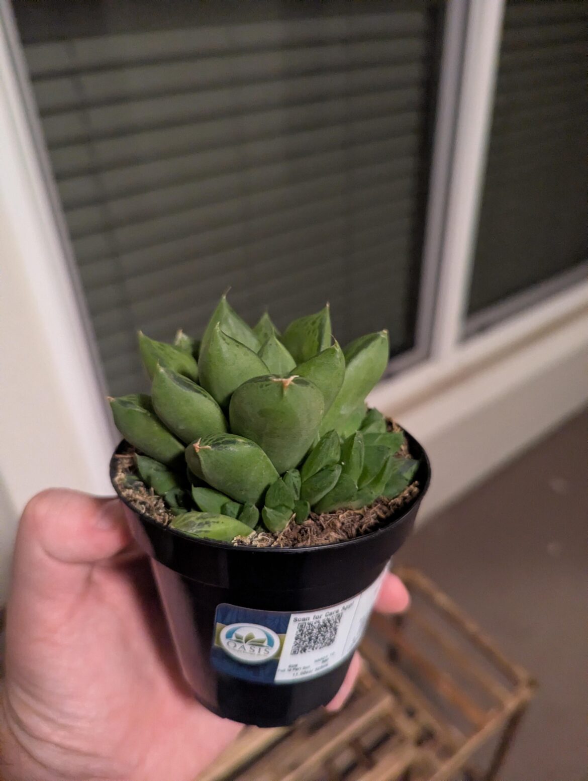 My Hawtheria Has Outgrown It’s Pot Repotting advice My Hawtheria Has Outgrown It's Pot Repotting advice