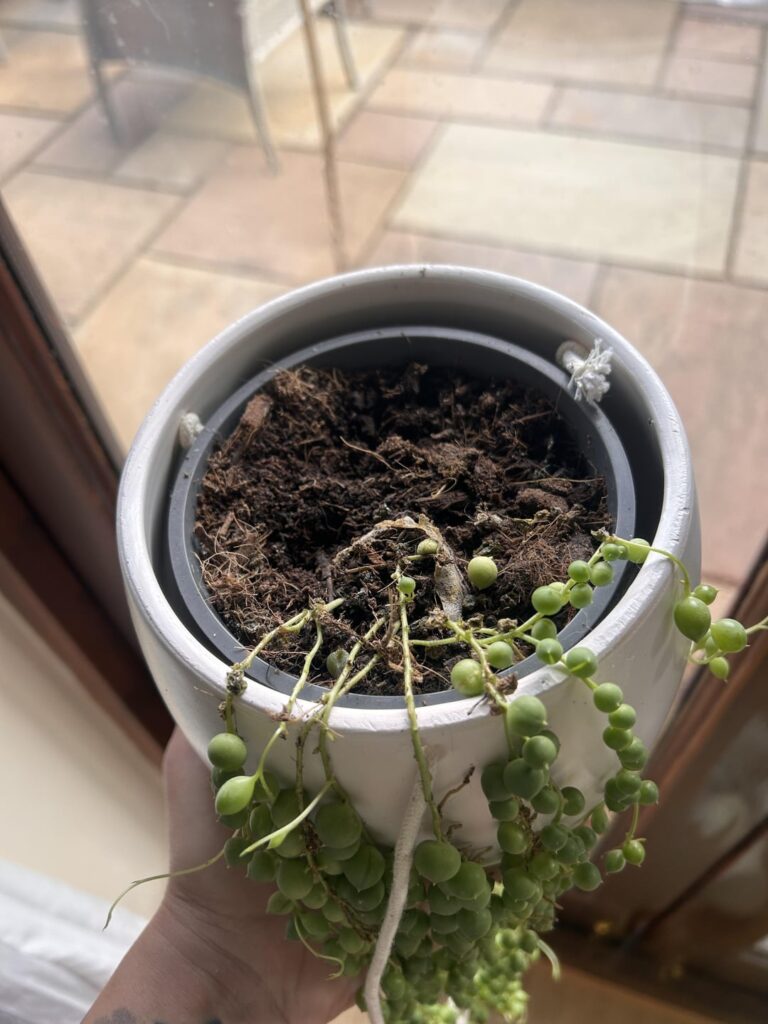 Healthy or not – Help please as I’m loosing strings with healthy pearls on them?! Healthy or not - Help please as I’m loosing strings with healthy pearls on them?!