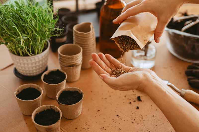 Spring time planting seeds woman cultivating plants indoors