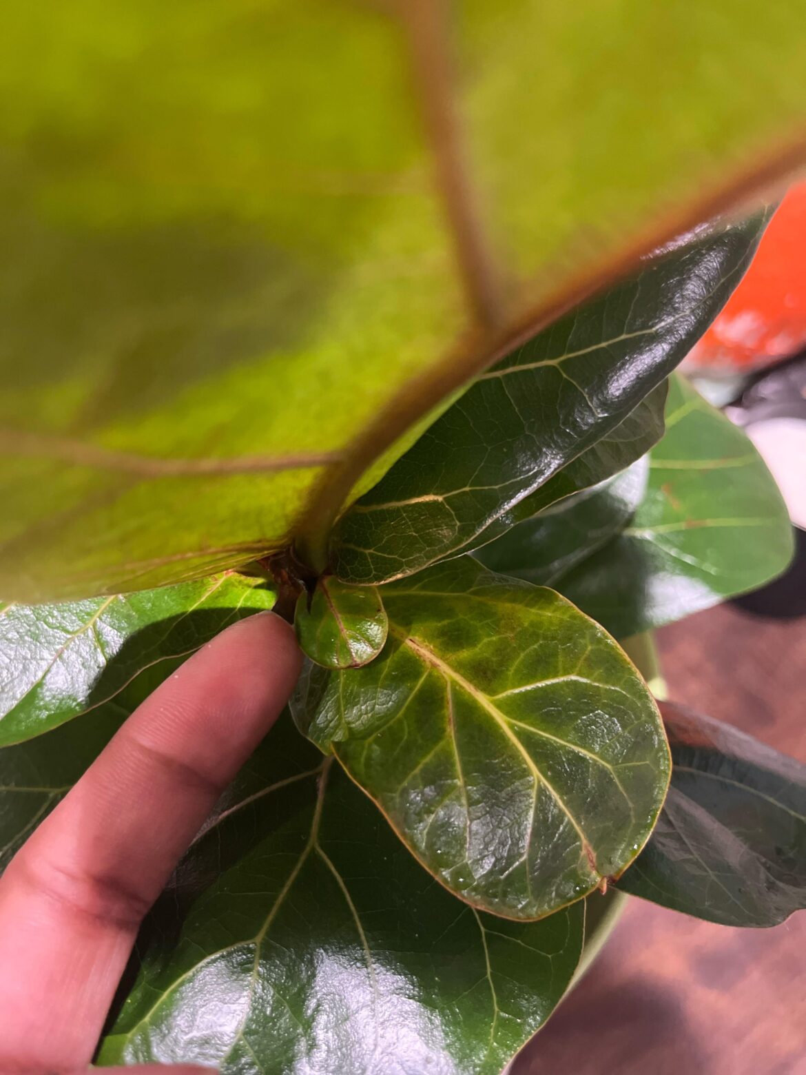The tiniest fiddle leaf
