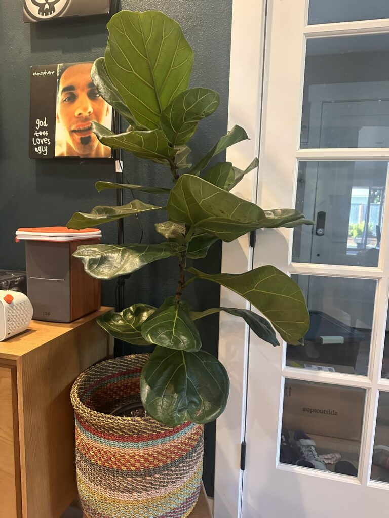 Little roots on my FLF