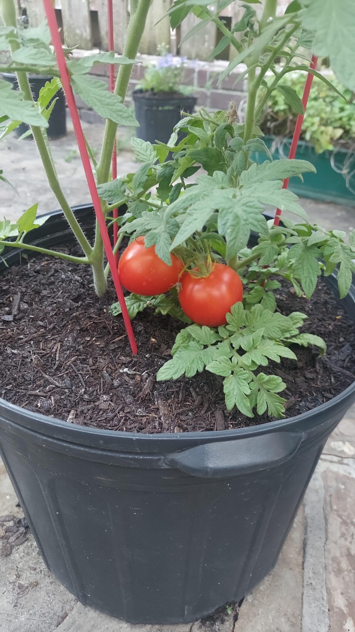First tomatoes
