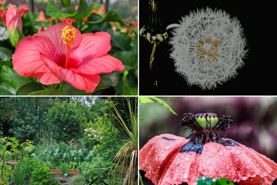 17 photos bursting with colour in Mid Cheshire National Gardening Week: 17 photos bursting with colour in Mid Cheshire