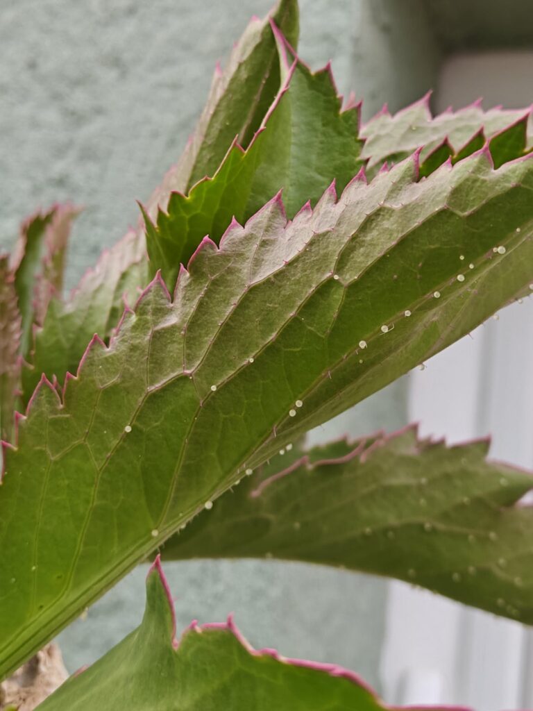 Cyphostemma Question Cyphostemma Question