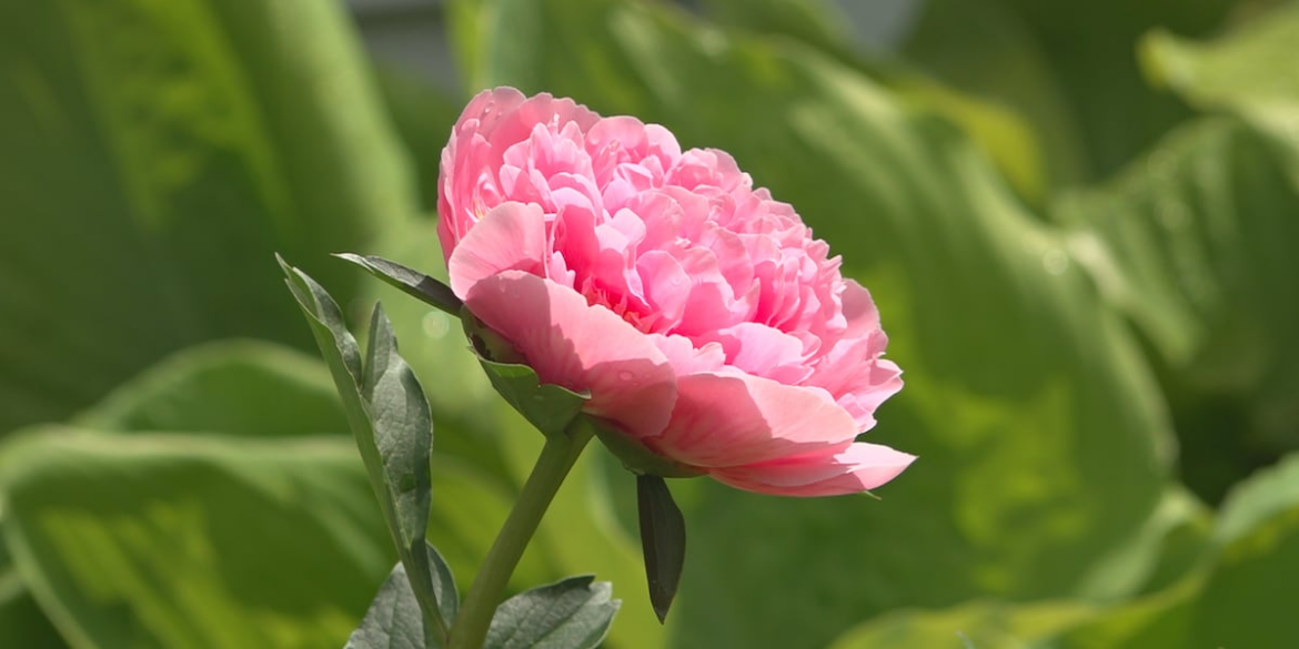 Shawnee County’s Ward-Meade Botanical Garden receives national recognition