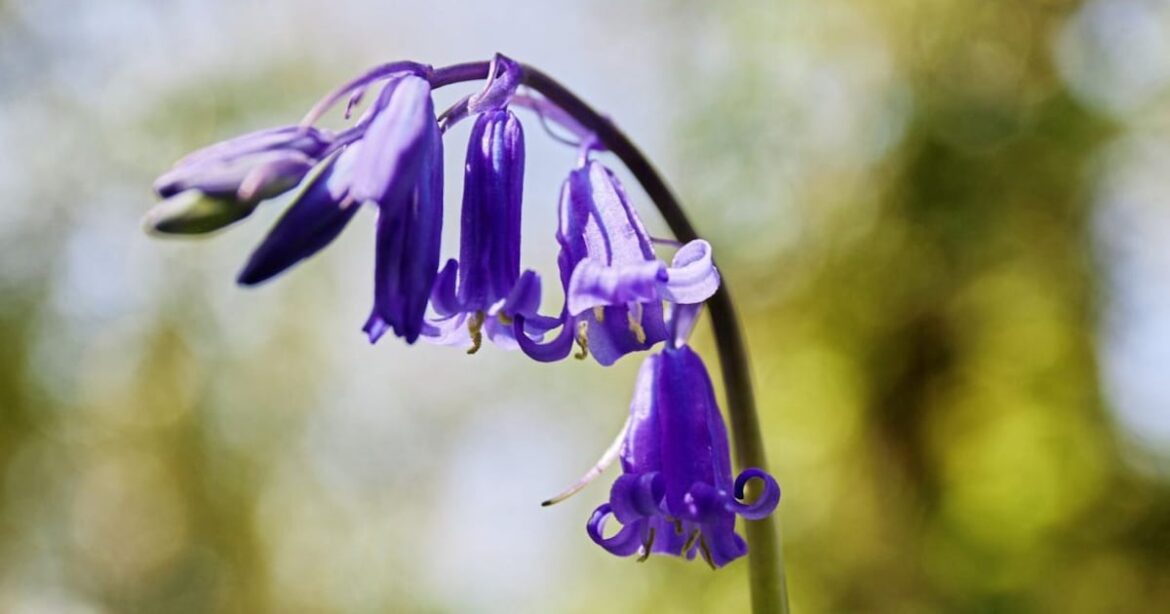 Casual Gardener – The Irish News Casual Gardener – The Irish News