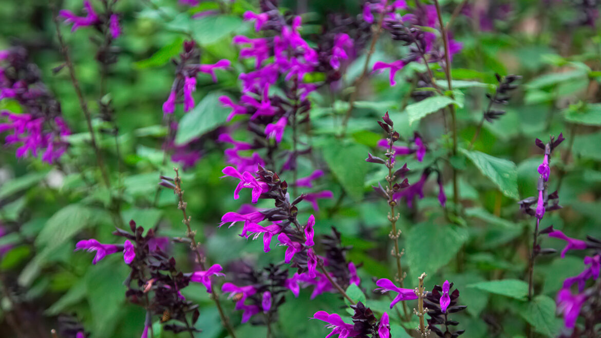 Types of salvias: 16 stunning varieties for beds and borders Amistad types of salvias growing in summer bed display