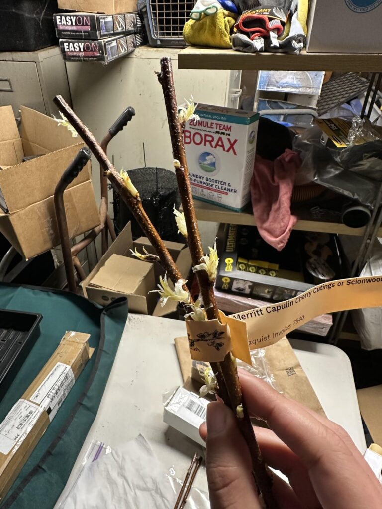 Did I need to pull these buds/leaves off before grafting my Capulin Cherry?
