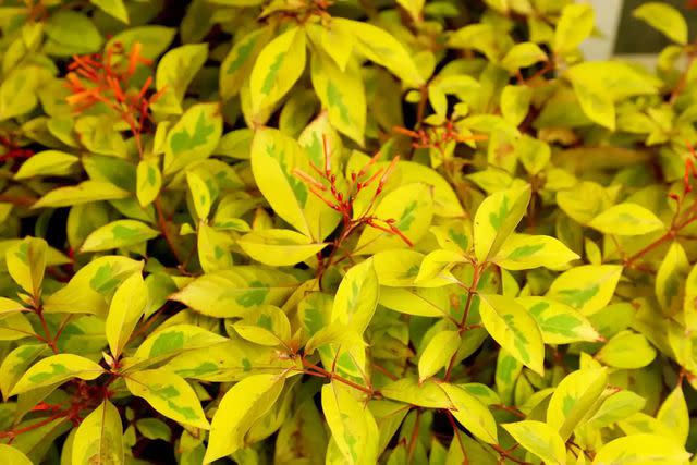 Southern Living Plant Collection
