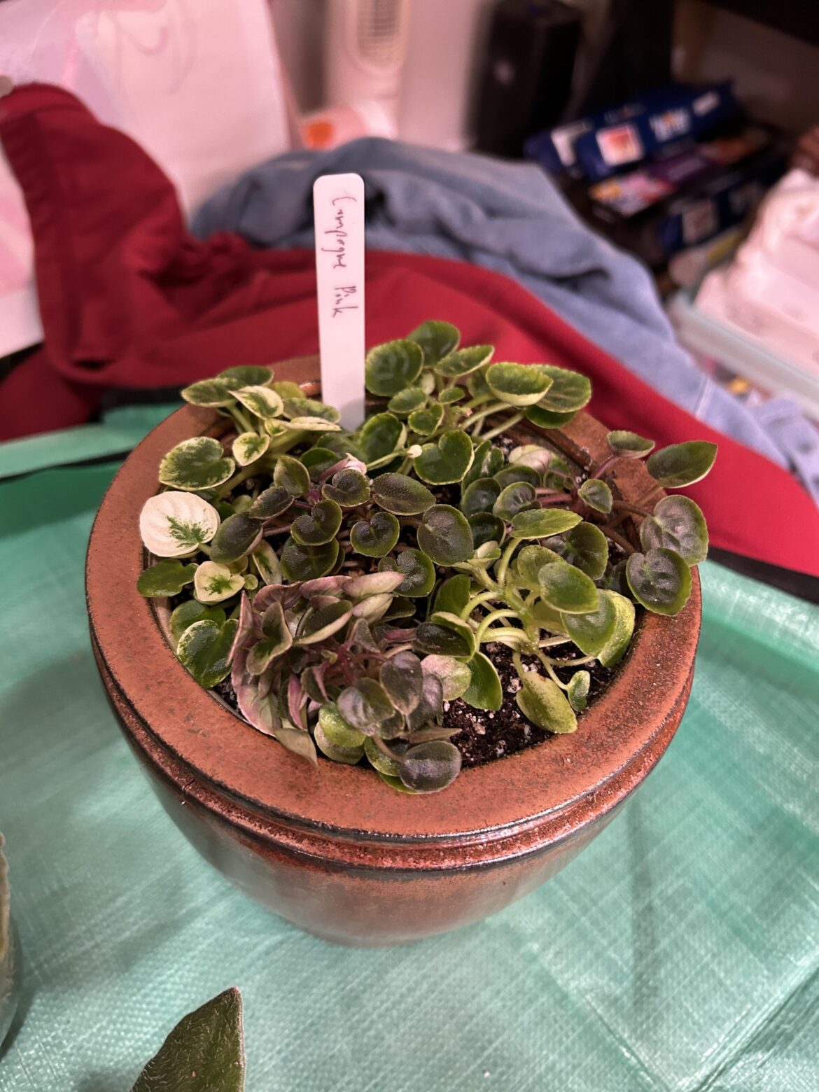 Bush whacked my mom’s Champagne Pink semi-miniature trailer and excited to see what this big pot of cuttings grows into