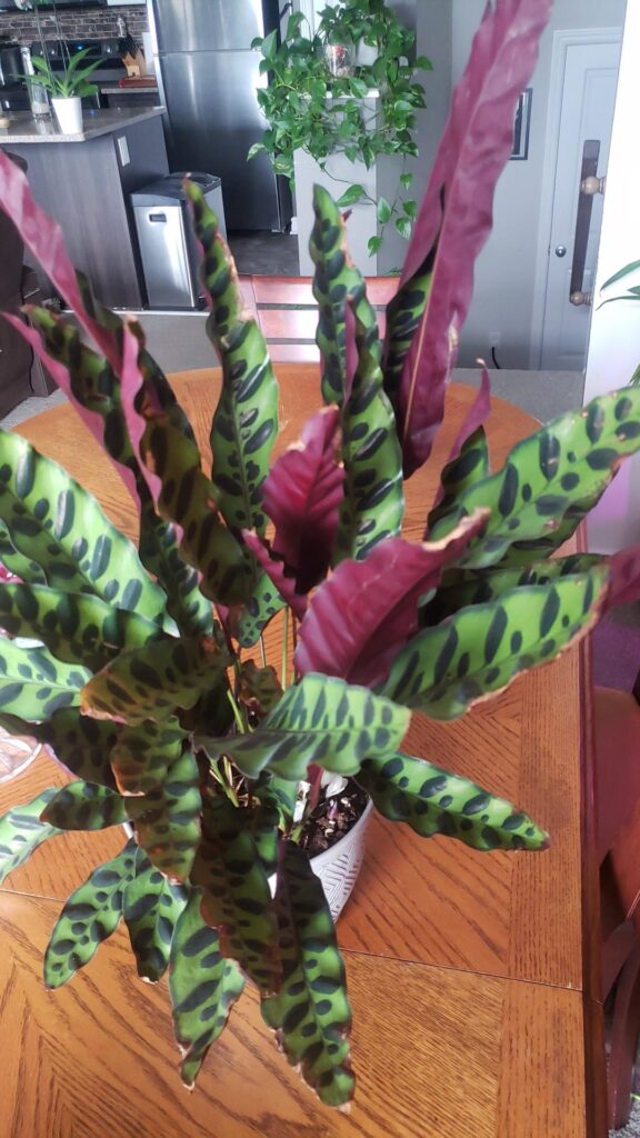 My rattlesnake plant flowered