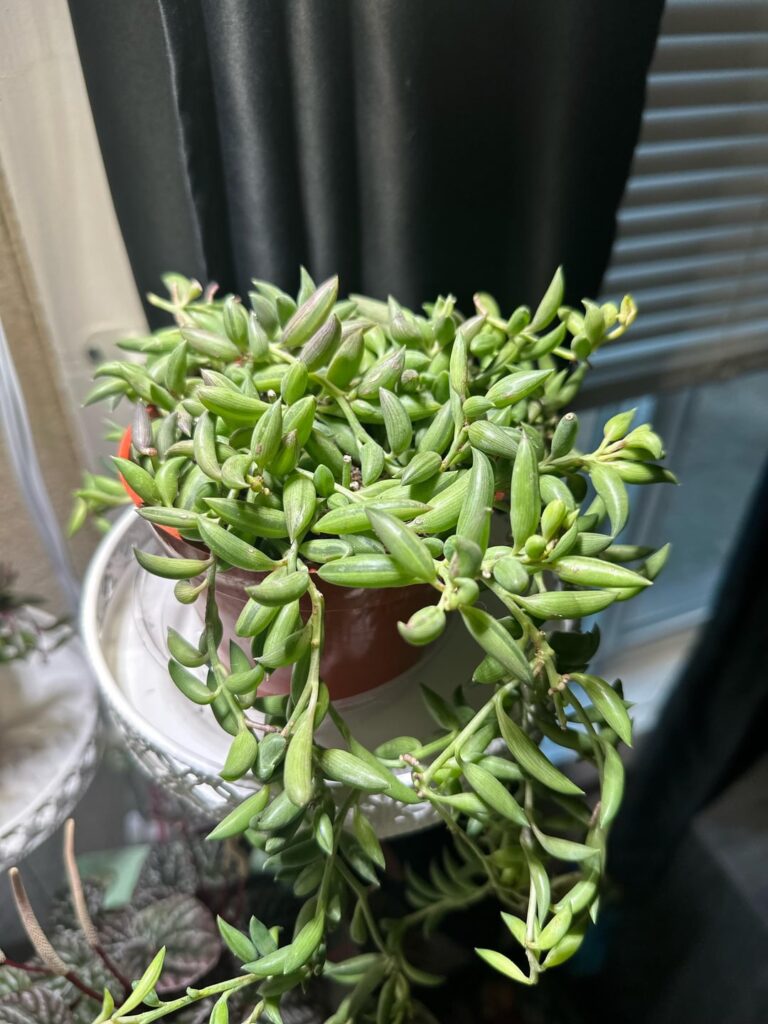 String of Bananas from Amazon
