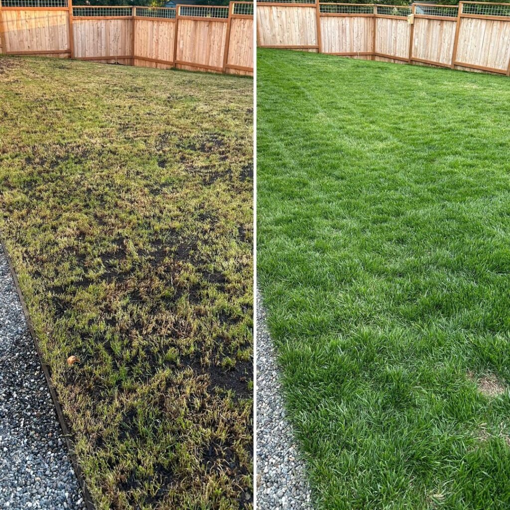 Dethatching fiasco update Dethatching fiasco update