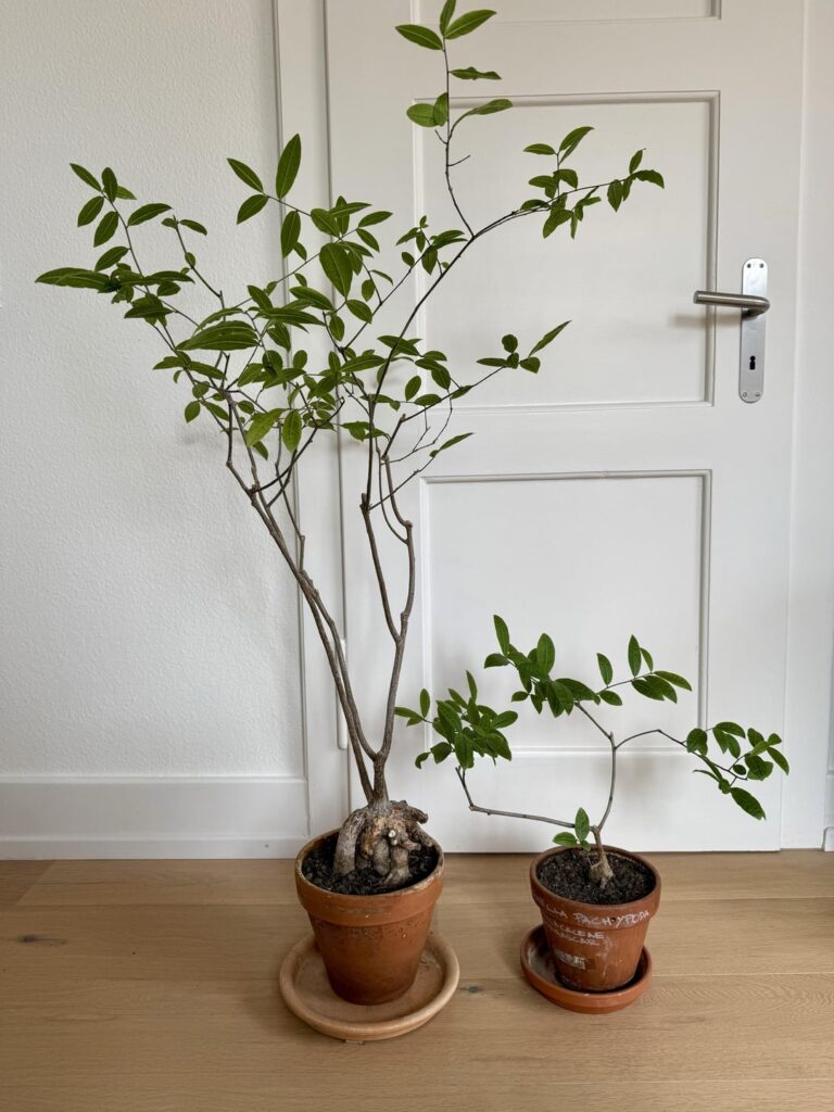 Talinella pachypoda Talinella pachypoda