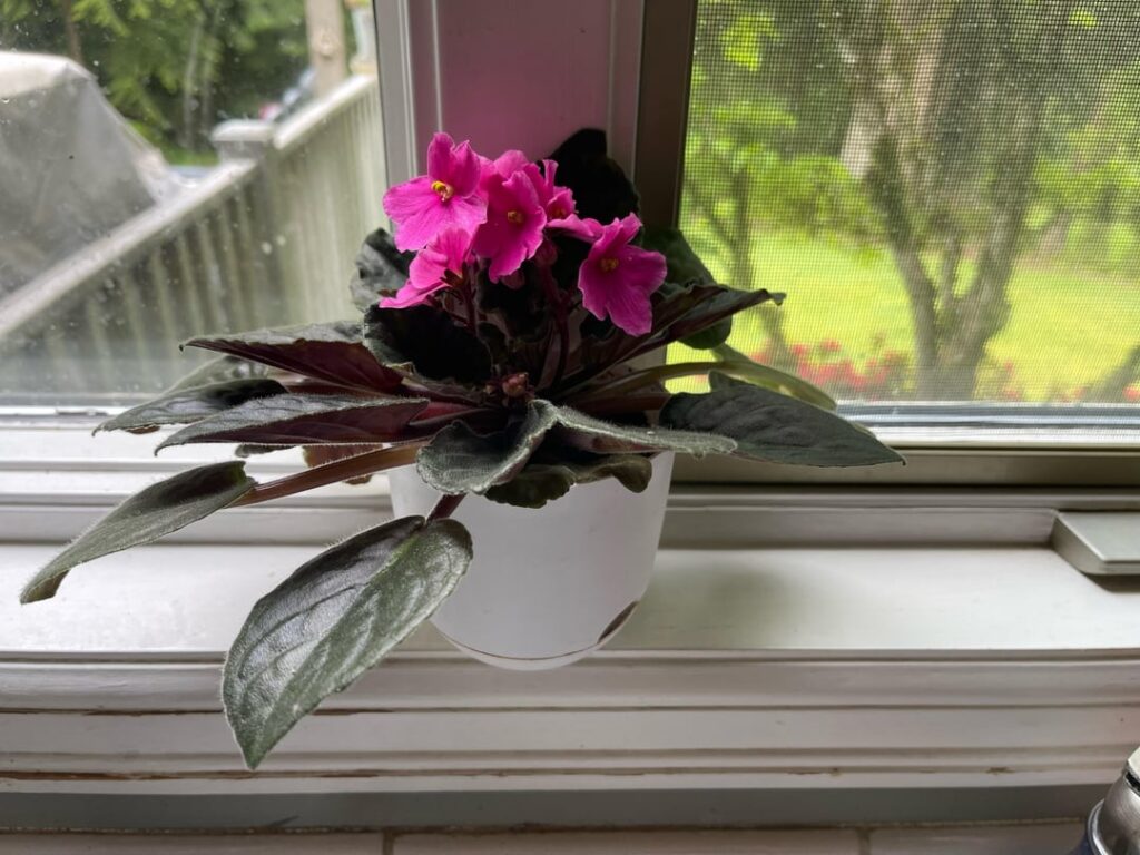 Rescued from neighbor’s trash Rescued from neighbor’s trash