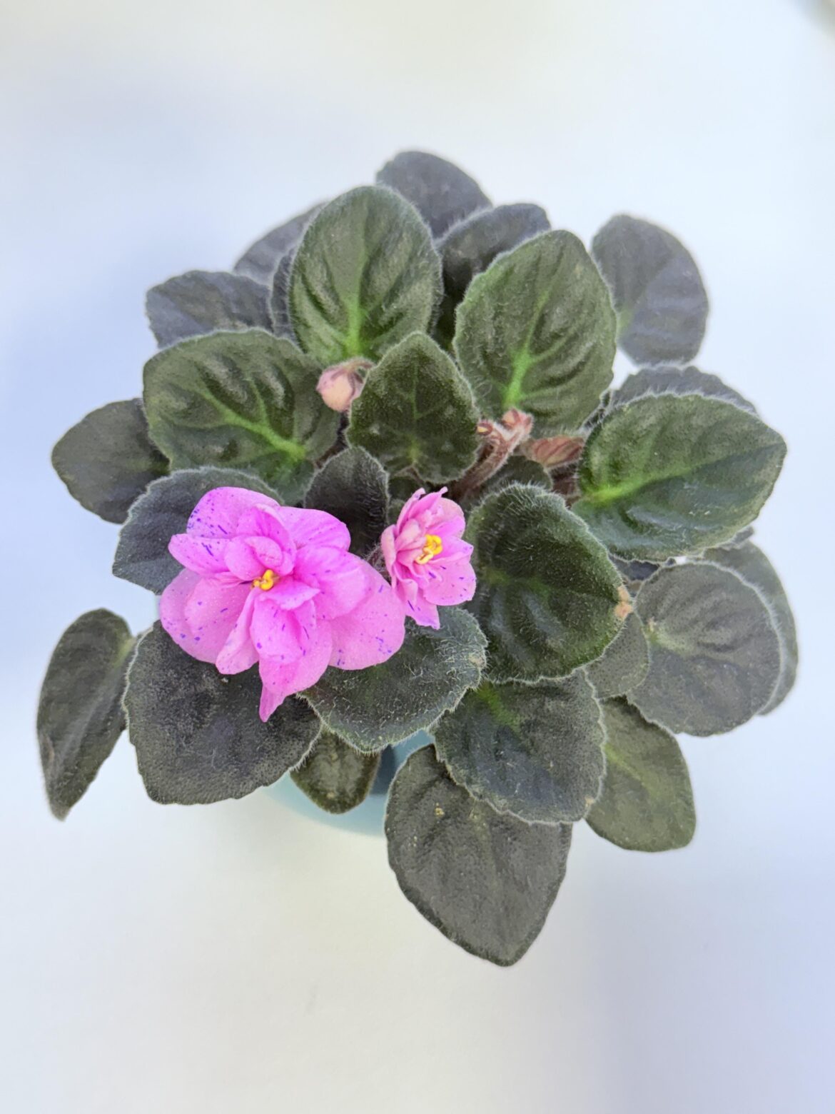 My baby finally blooms :)