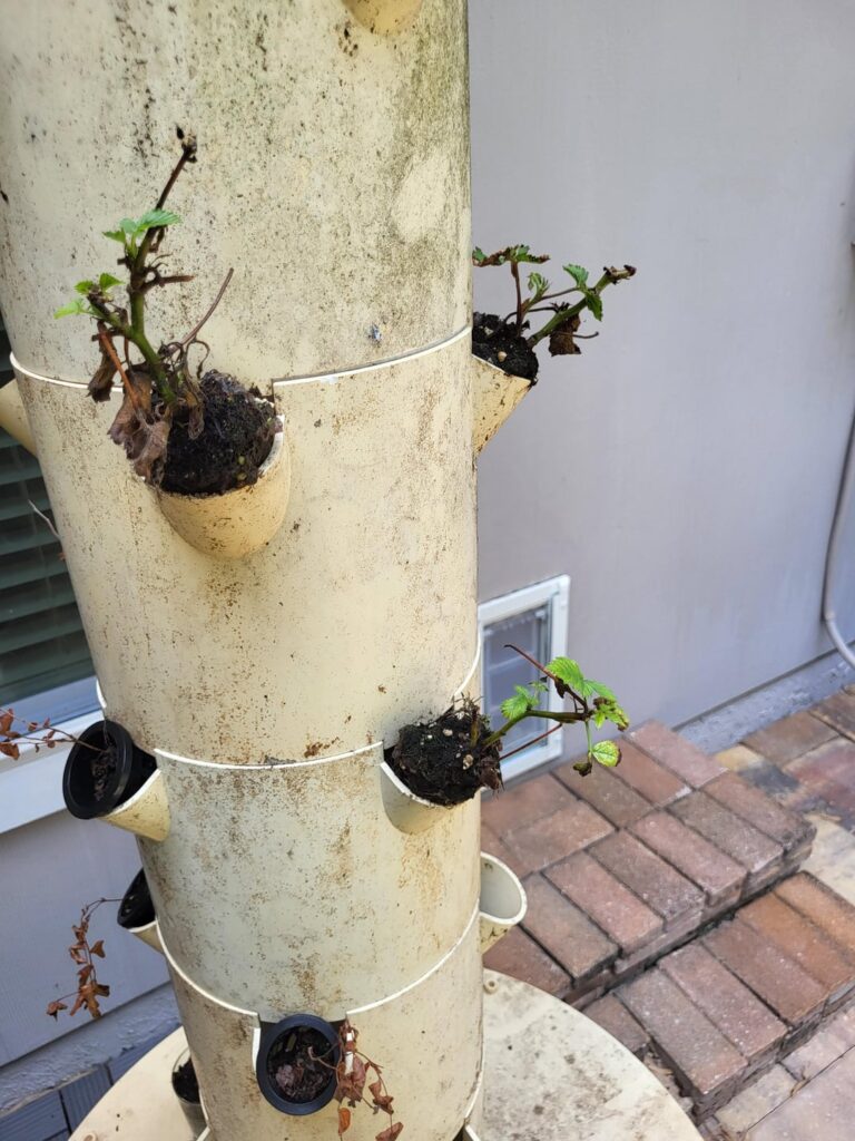 Plants in hydroponics tower keep dying. Help?