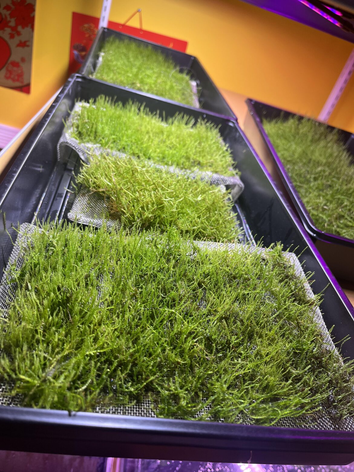 Week 30 - Moss Wall Carpets
