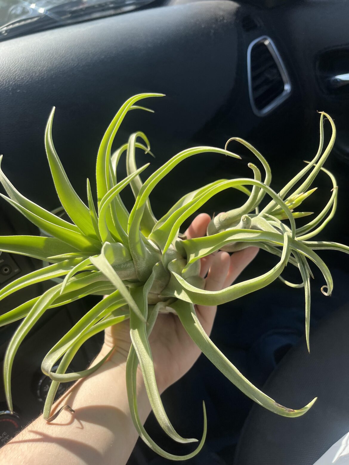 How do I pot these? How do I pot these?