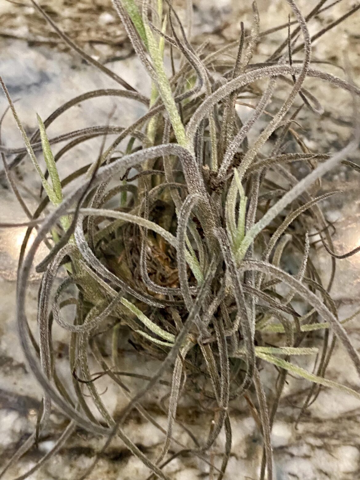 Care For Tillandsia schiedeana