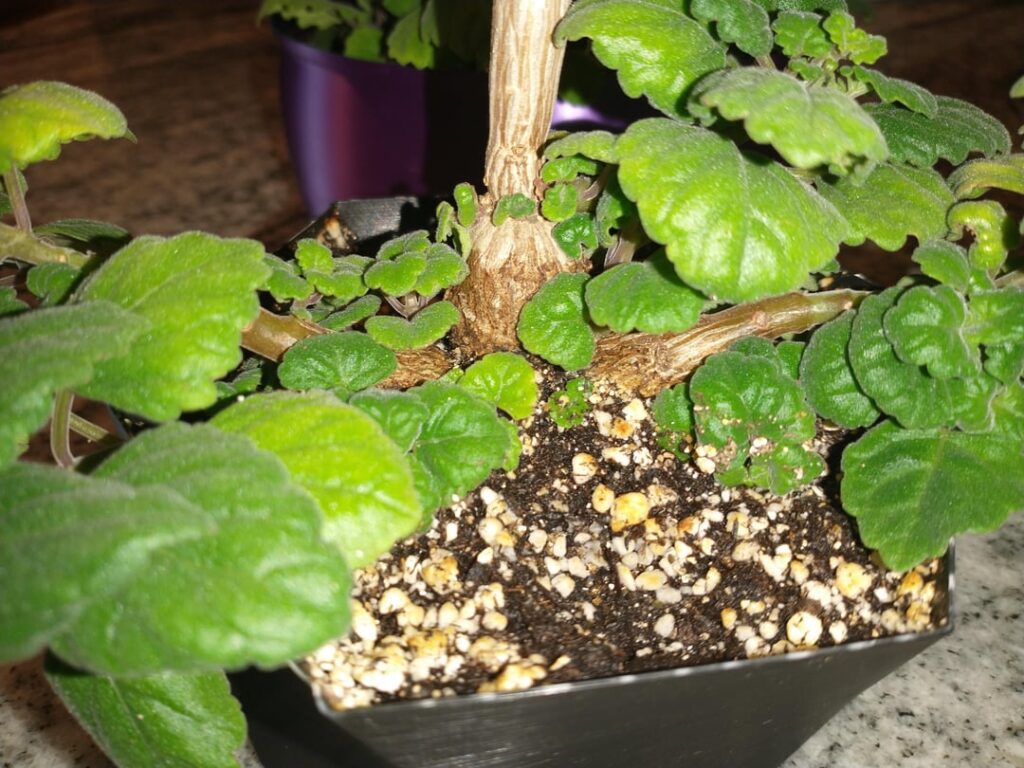 I just can’t let cuttings go to waste it seems, Plectranthus Ernstii. I just can't let cuttings go to waste it seems, Plectranthus Ernstii.