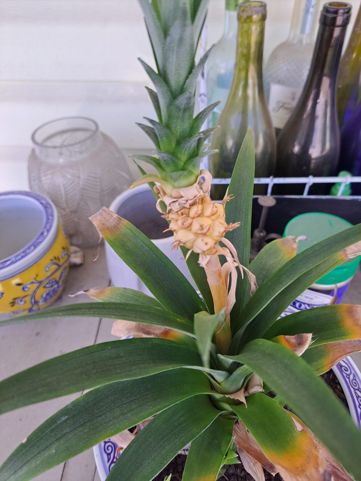 Growing Pineapple (Kind of)