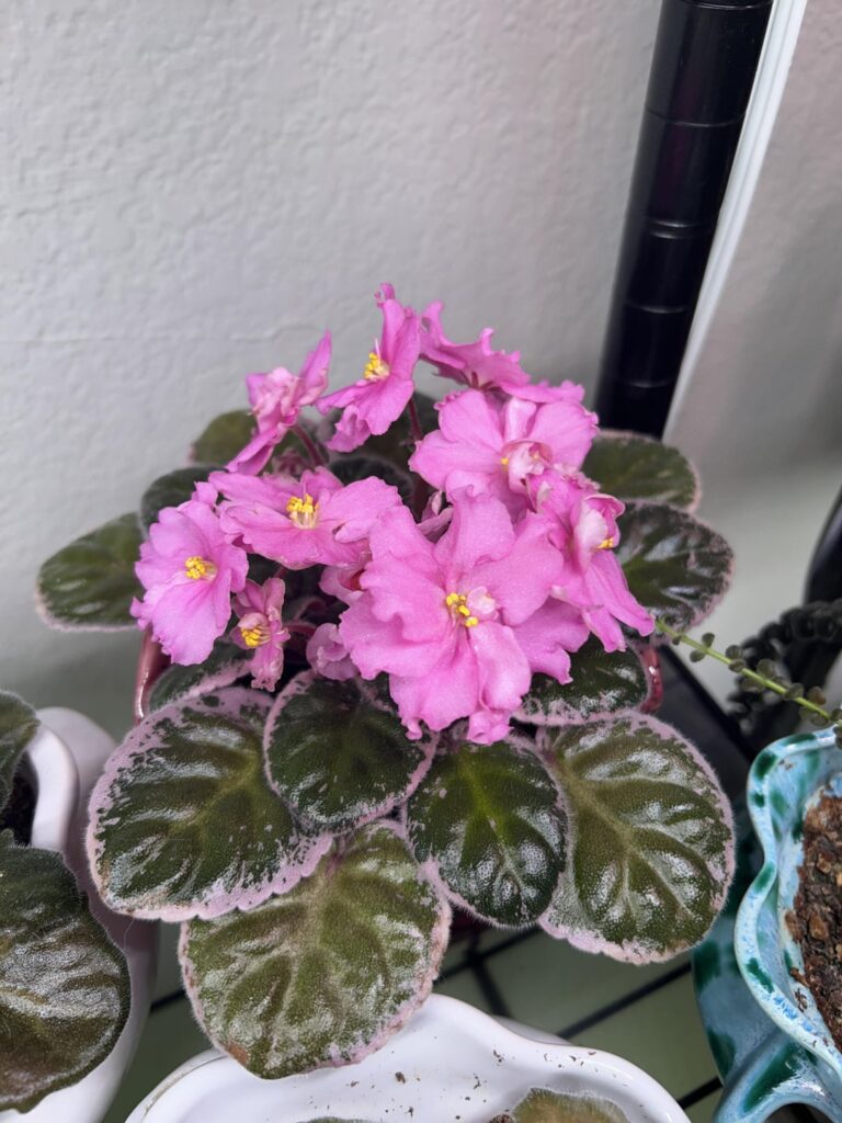 Ness’ Candy Pink showing off