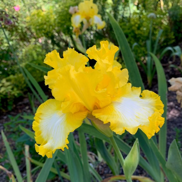 Iris ‘That’s All Folks’ (tall bearded iris). (Courtesy Tom Karwin)